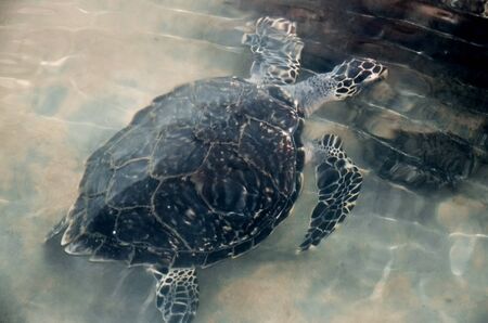 Big young turtles swim in the water, environmental pollution, saving animals in the Sea Turtles...