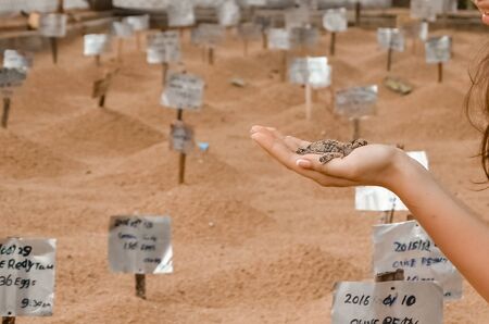 girl holds in her hand a little turtle, photographing animals, newborn turtles in the nursery. saving animals in the Sea Turtles Conservation Research Project Center in Bentota, Sri Lanka.
の写真素材