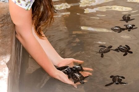 Girl holds small turtles in her hands, female hands take children out of the pool. saving animals in the Sea Turtles Conservation Research Project Center in Bentota, Sri Lanka.
の写真素材