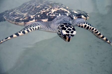 Big young turtles swim in the water, environmental pollution, saving animals in the Sea Turtles...