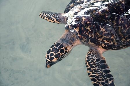 Big young turtles swim in the water, environmental pollution, saving animals in the Sea Turtles Conservation Research Project Center in Bentota, Sri Lanka.
の写真素材