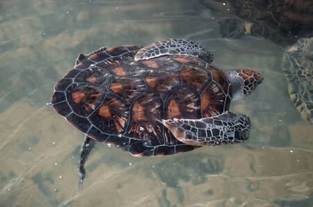 Big young turtles swim in the water, environmental pollution, saving animals in the Sea Turtles Conservation Research Project Center in Bentota, Sri Lanka.
の写真素材