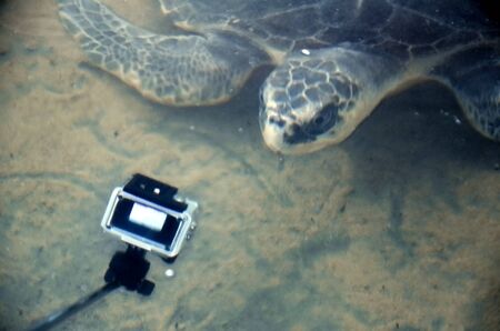 Beautiful big turtle swim in ocean near camera, video filming  underwater, volunteer watching...