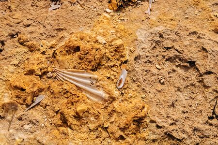 sandstone texture closeup. benagil beach in Portugalの写真素材