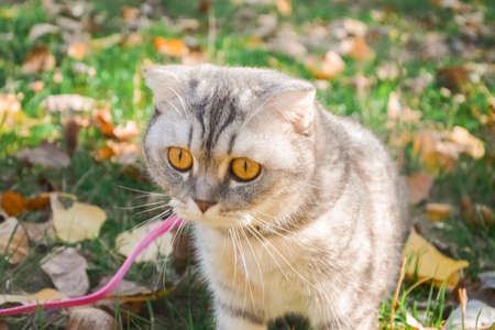 beautiful fluffy cat walks in the autumn forest with a collar. the cat is sitting in the grass