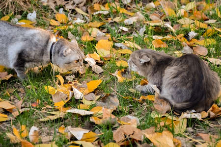 angry gray tabby cat hisses at the cat. a fight between a domestic and a wild cat on the grass with...
