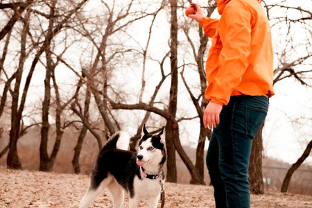 a guy in an orange jacket walks on the street with a husky dogの写真素材