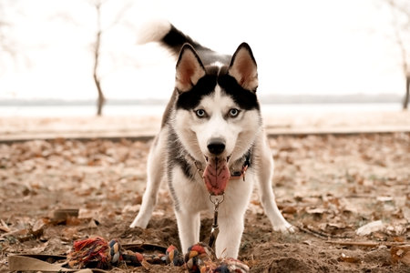 funny husky dog with a collar runs walks along the beach on an autumn gloomy day