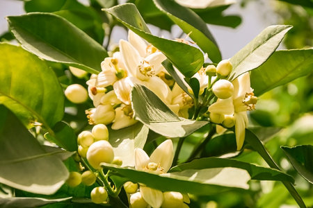 orange blossom, citrus trees in israel. white flowers and green leavesの写真素材