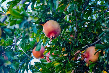 ripe pomegranate fruits hang on the tree. harvest season in israelの写真素材