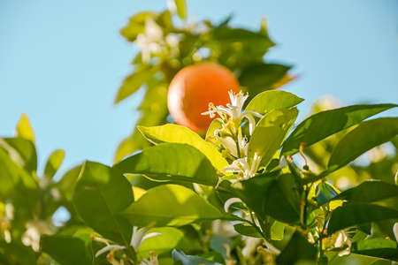 ripe harvest and orange blossom, citrus trees in israel. white flowers and green leavesの写真素材