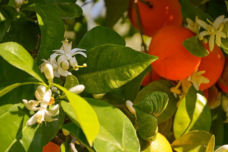 ripe harvest and orange blossom, citrus trees in israel. white flowers and green leavesの写真素材