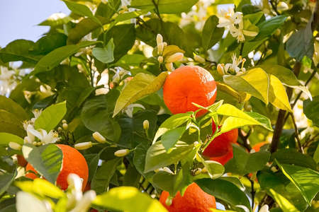 ripe harvest and orange blossom, citrus trees in israel. white flowers and green leavesの写真素材
