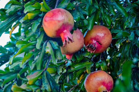 ripe pomegranate fruits hang on the tree. harvest season in israelの写真素材