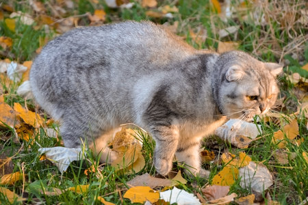 angry gray tabby cat hisses. cat walks on the grass with yellow leaves, autumn dayの写真素材