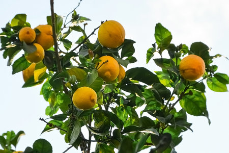 ripe lemon harvest, citrus trees in israel. yellow fruit and green leavesの写真素材