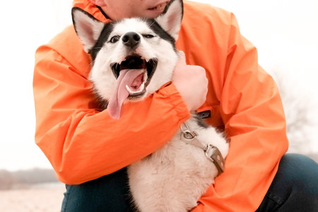 a guy in an orange jacket hugs a husky dog, walking on the streetの写真素材