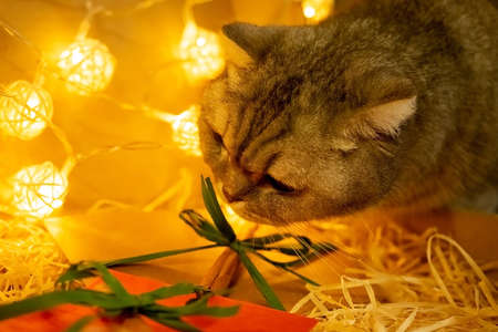two envelopes with cinnamon on dry sawdust among balls from a garland. gray tabby cat with New Year's wrapping with green ribbon gift and letters.の写真素材