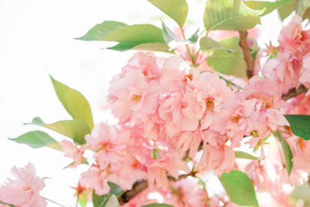 delicate pink sakura flowers and green leaves. delicate spring backgroundの写真素材