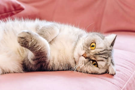 Muzzle of cute fluffy tabby British cat lies on a pink sofa. Concept weight gain during the New Year holidays, obesity, diet for the cat. Offended face cute Fold British..の写真素材