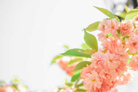 delicate pink sakura flowers and green leaves. delicate spring background, frame of petalsの写真素材