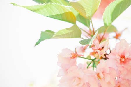 delicate pink sakura flowers and green leaves. delicate spring backgroundの写真素材