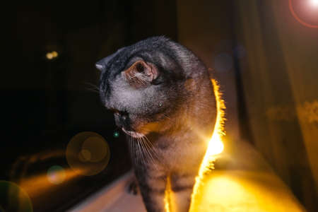 funny grumpy cat walks on the windowsill, evening atmosphere in the houseの写真素材