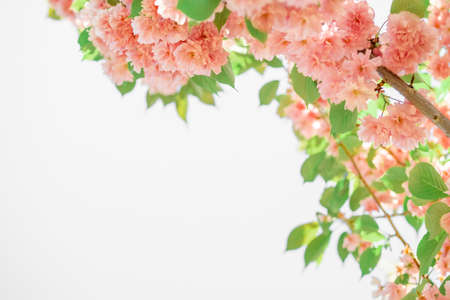 delicate pink sakura flowers and green leaves. delicate spring background, frame of petalsの写真素材
