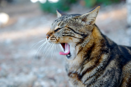beautiful tabby cat lies on the beach in the old town of Phaselis. turkey animalsの写真素材