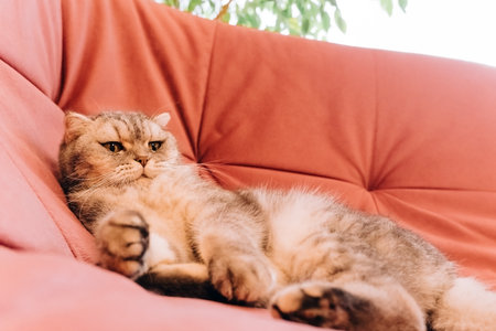sunny morning, fluffy cat lies in the room on a pink soft sofa and restsの写真素材