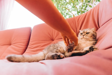 sunny morning, a fluffy cat lies on a pink soft sofa and rests. Kon attacks the handの写真素材