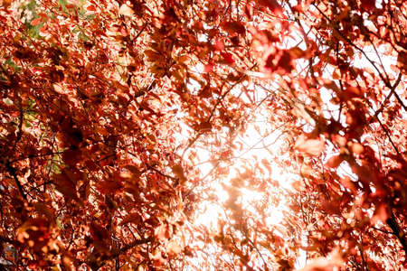 the sun shines through the leaves of the trees. red sunny autumn leaves, golden autumn arrival,...
