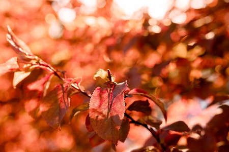 red sunny autumn leaves, golden autumn arrival, red-leaved plum, horizontal imageの写真素材