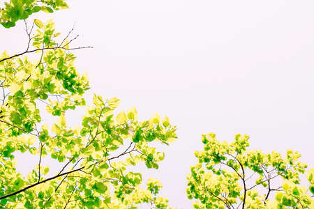 frame of juicy green leaves against the sky, summer background, horizontal imageの写真素材