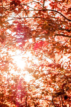 the sun shines through the leaves of the trees. red sunny autumn leaves, golden autumn arrival,...