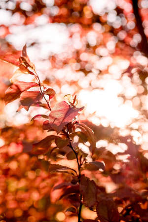 red sunny autumn leaves, golden autumn arrival, red-leaved plum, horizontal imageの写真素材