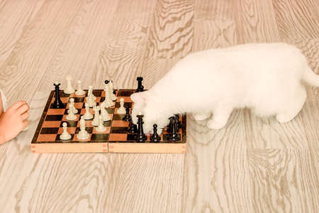 smart white cat playing chess on the floor near the sofa, pet strategist playing with the owner, horizontal imageの写真素材