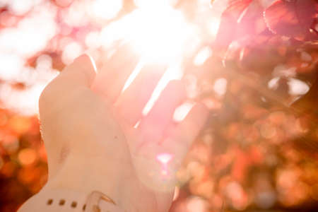 female hand reaches for the sun's rays, red sunny autumn leaves, the arrival of golden autumn,...