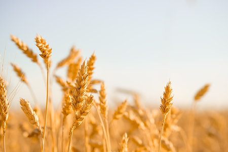 golden ears of wheat on blue sky background, harvest season, crops, horizontal imageの写真素材