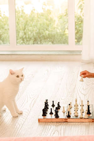 cute white cat playing chess at home on the floor, pet strategist, vertical imageの写真素材