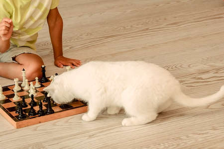 smart white cat playing chess with a boy on the floor near the sofa, pet strategist, playing with the owner, horizontal imageの写真素材