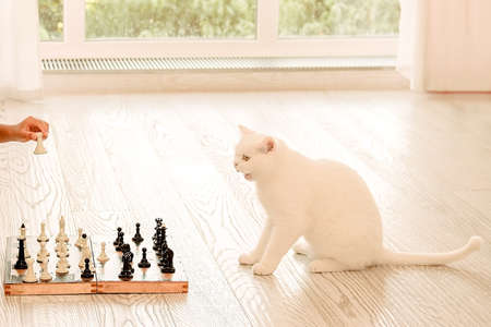 cute white cat playing chess, pet strategist, horizontal imageの写真素材
