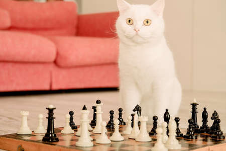 smart white cat playing chess on the floor near the sofa, pet strategist looking at the camera, horizontal imageの写真素材