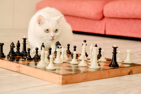 cute white cat playing chess on the floor near the sofa, pet strategist, horizontal imageの写真素材