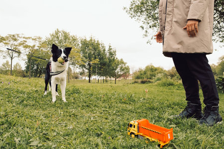 Dog plays with ball in park while owner watches nearby with toy truck on grass. dog stands in grass holding ball in mouth. owner stands nearby, looking at dog. toy truck is placed on ground near dog