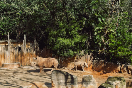 27 February 2024, Portugal, Lisbon - Zoo. Jardim Zoologico. Two rhinoceroses stand in their zoo habitat during day. larger rhino appears to be a parent while smaller rhino seems to be young one