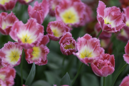 Rose tulips close-up in a field of tulipsの写真素材