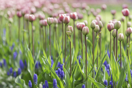 Beautiful pink tulips on a long stalk and blue grape hyacinths (muscari armeniacum) in aの写真素材