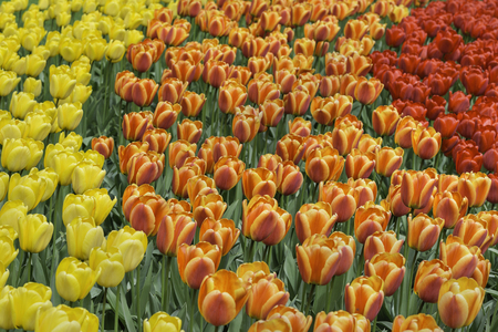 Yellow, orange and red tulips in a park backgroundの写真素材