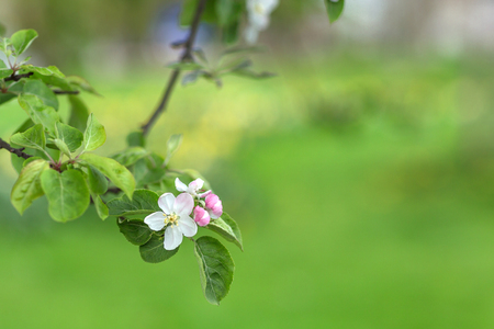 Apple tree branch flowers on green blurred background. Closeup, selective focus.の写真素材